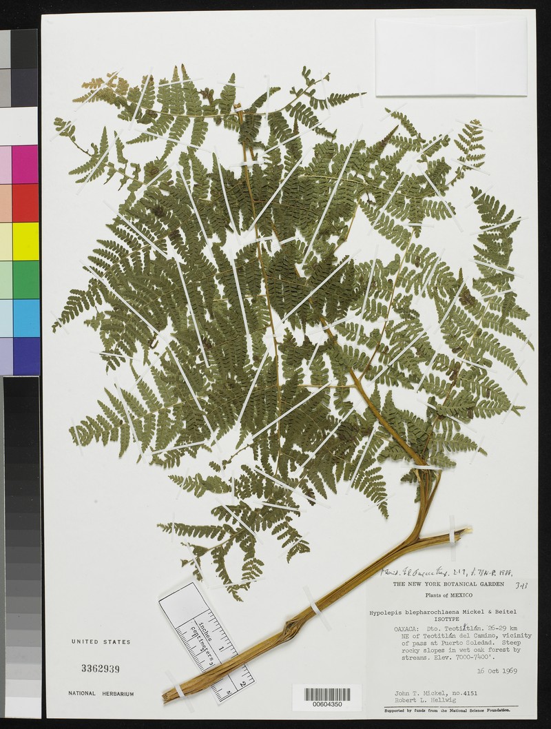 Hypolepis blepharochlaena photo 7