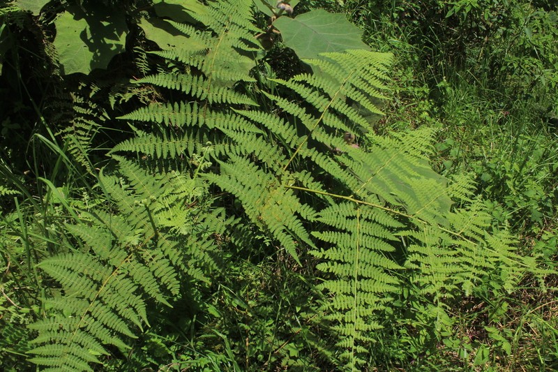 Hypolepis bogotensis