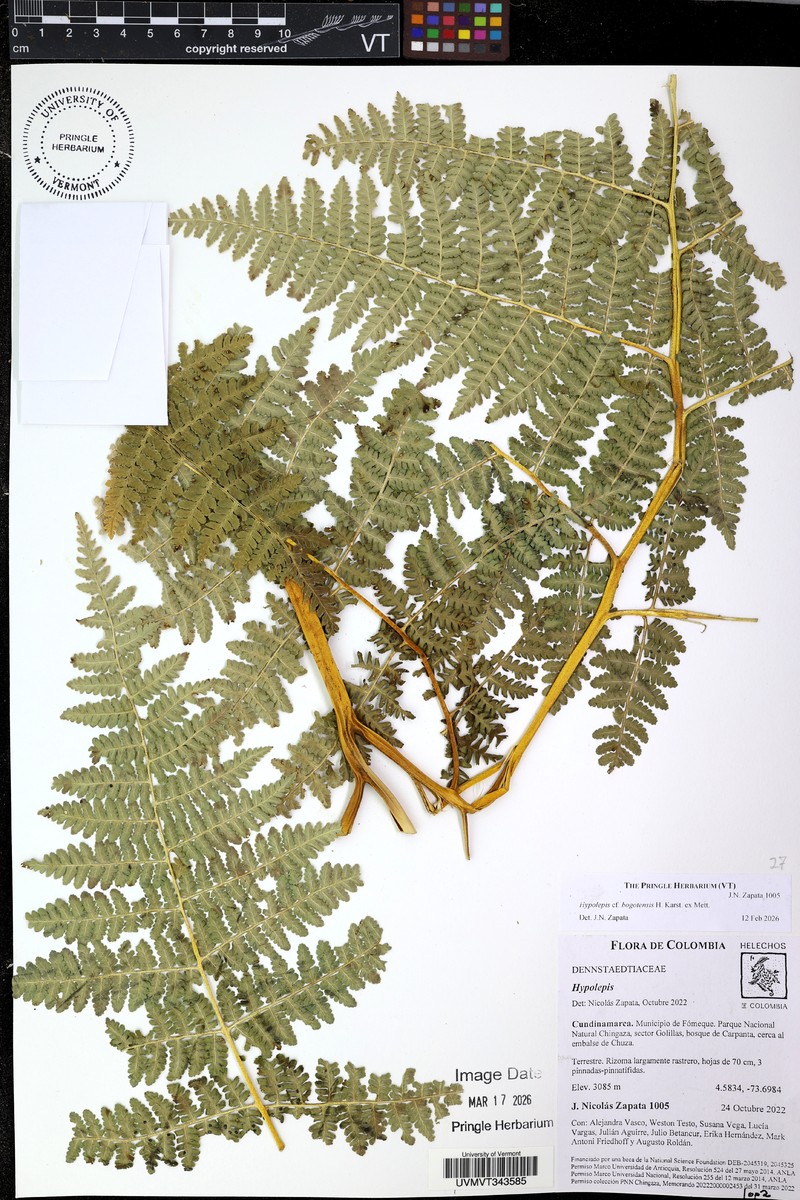 Hypolepis bogotensis photo 4