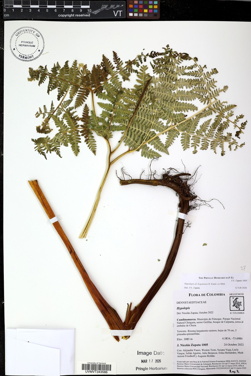 Hypolepis bogotensis photo 5