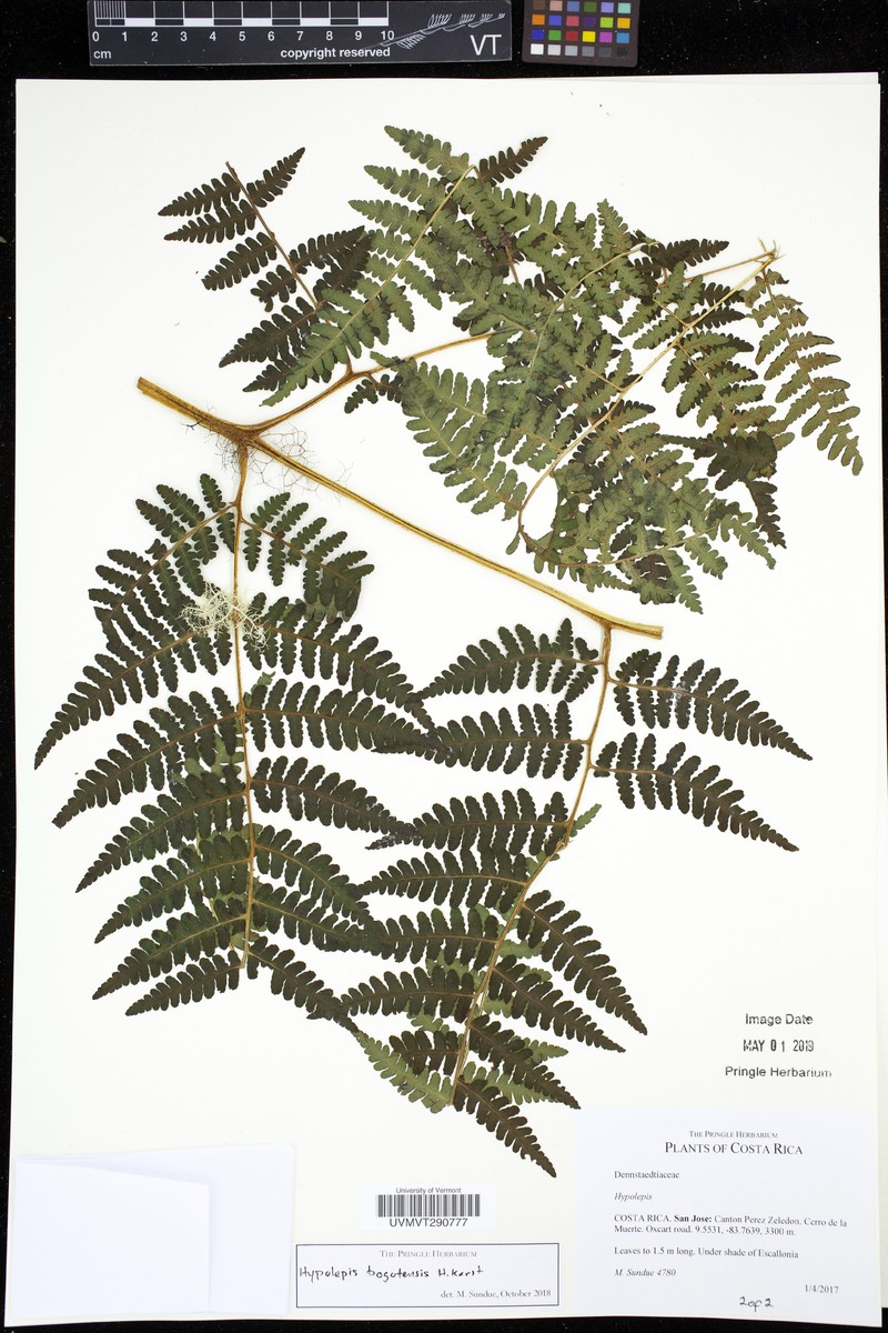 Hypolepis bogotensis photo 6