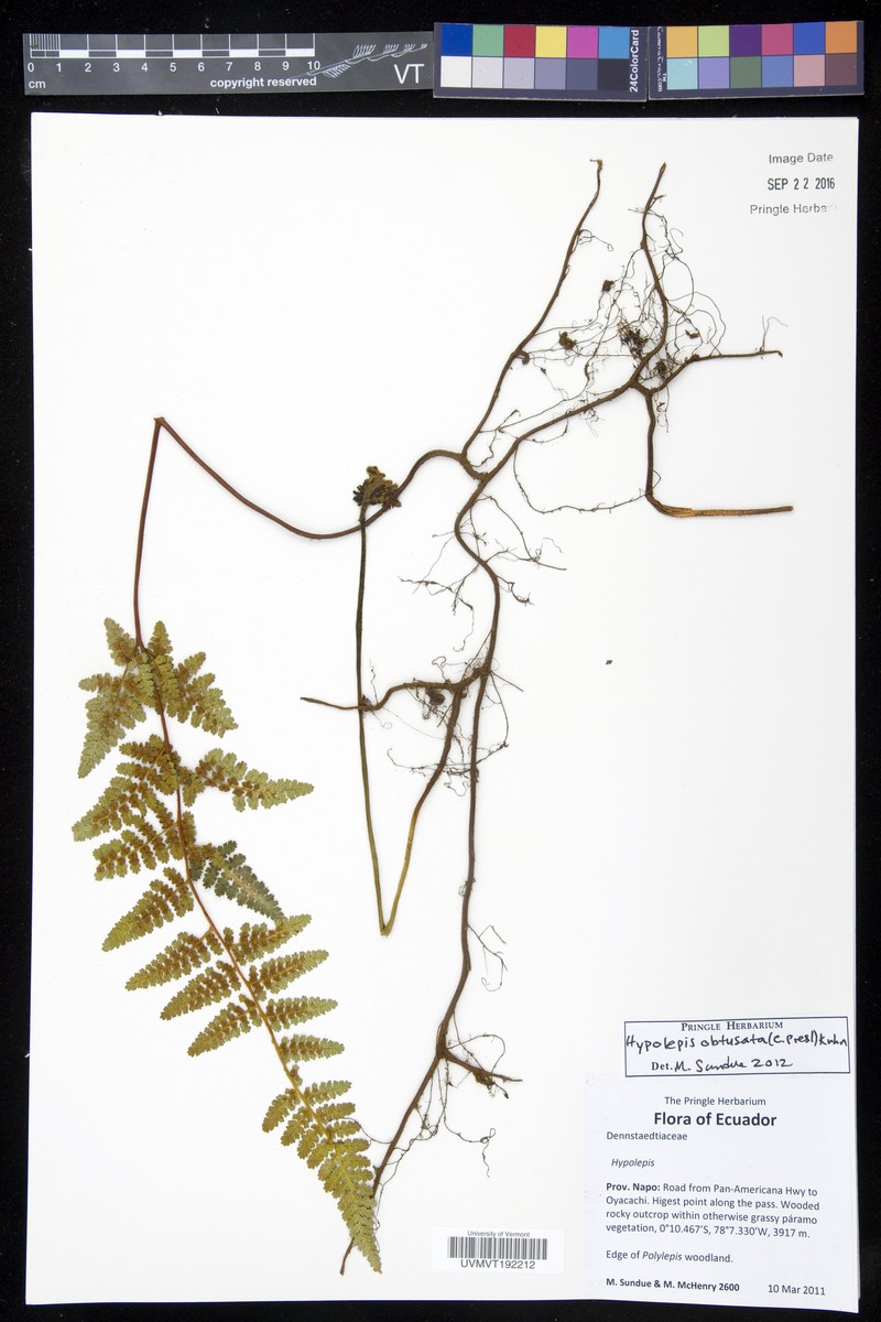 Hypolepis crassa