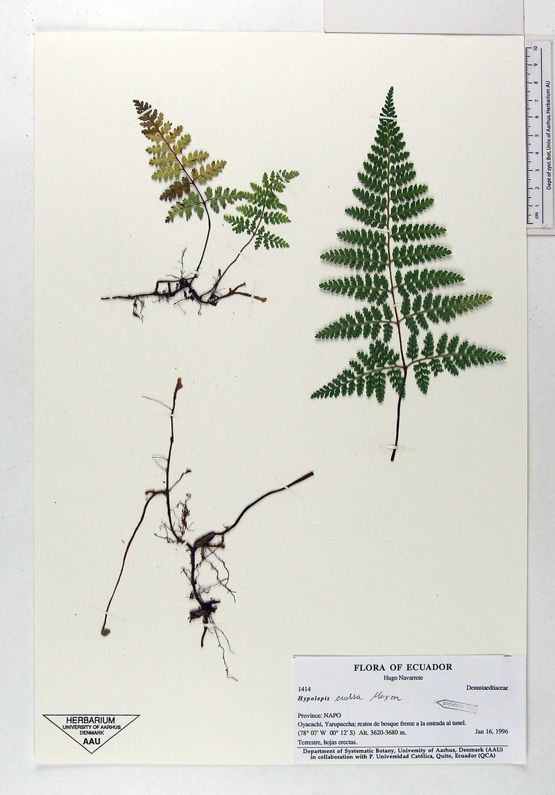 Hypolepis crassa photo 2