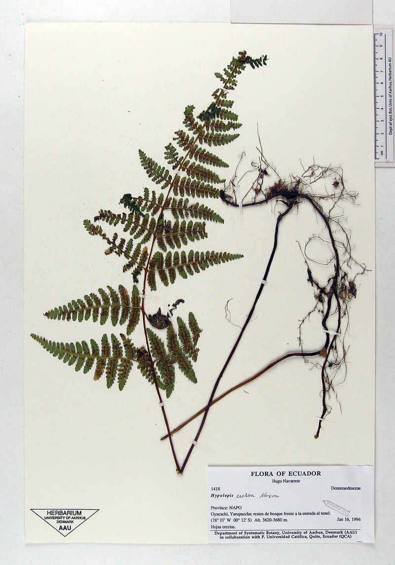 Hypolepis crassa photo 3