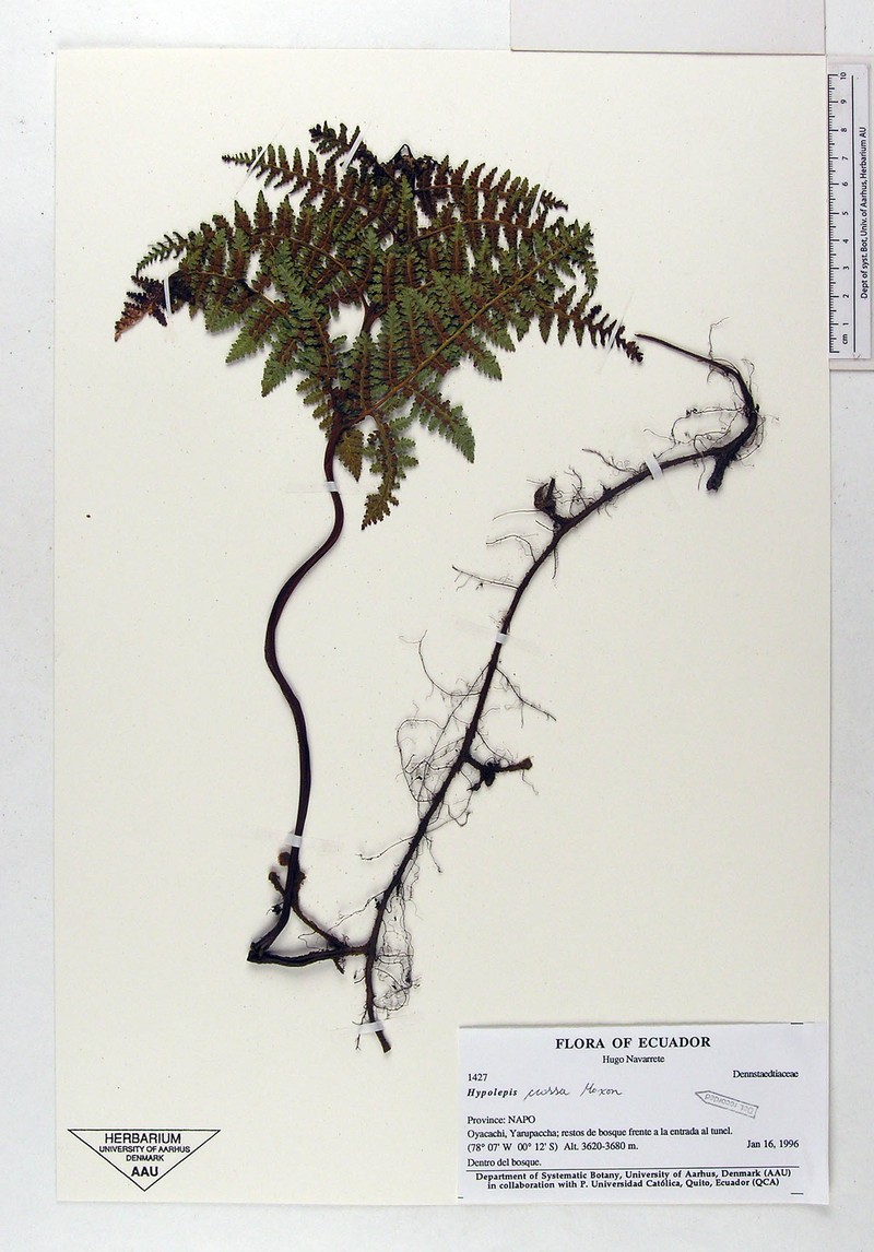 Hypolepis crassa photo 4
