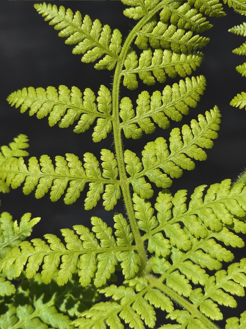 Hypolepis dicksonioides photo 2