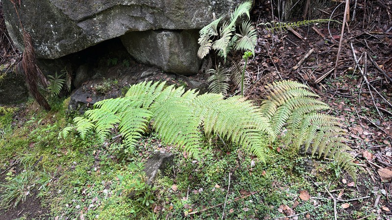 Hypolepis dicksonioides photo 4