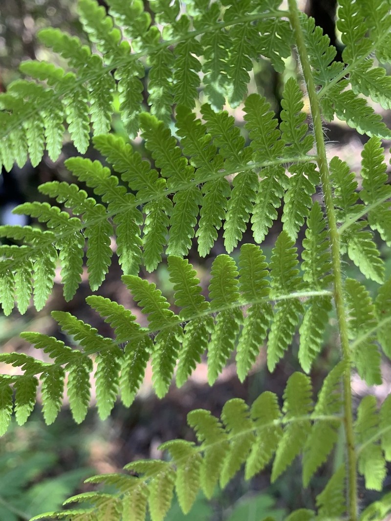 Hypolepis dicksonioides photo 5