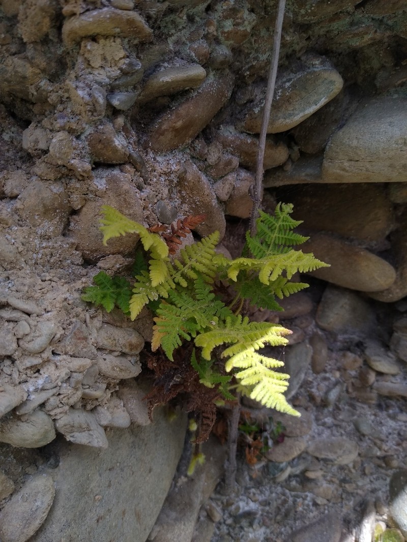 Hypolepis dicksonioides photo 6