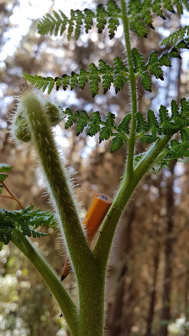 Hypolepis dicksonioides photo 7