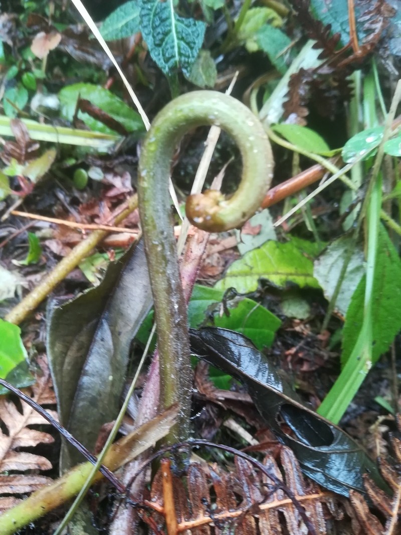 Hypolepis dicksonioides photo 8