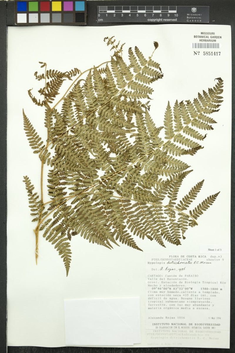 Hypolepis ditrichomatis