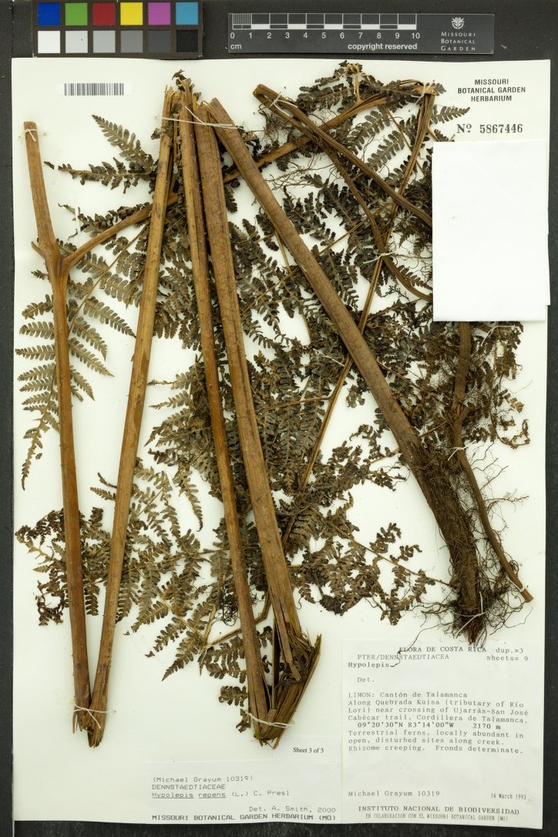 Hypolepis ditrichomatis photo 2