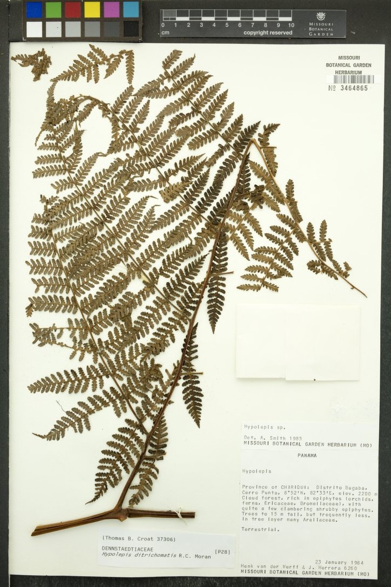 Hypolepis ditrichomatis photo 3