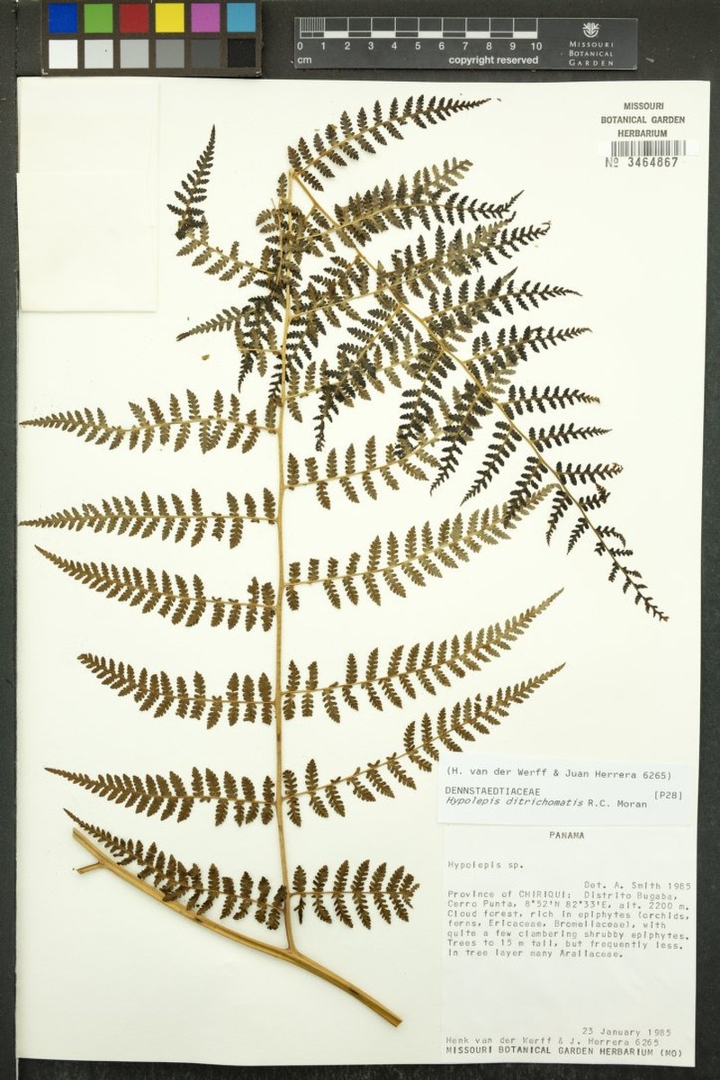 Hypolepis ditrichomatis photo 4