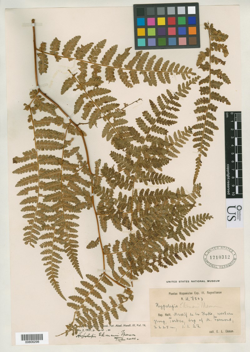 Hypolepis ekmanii