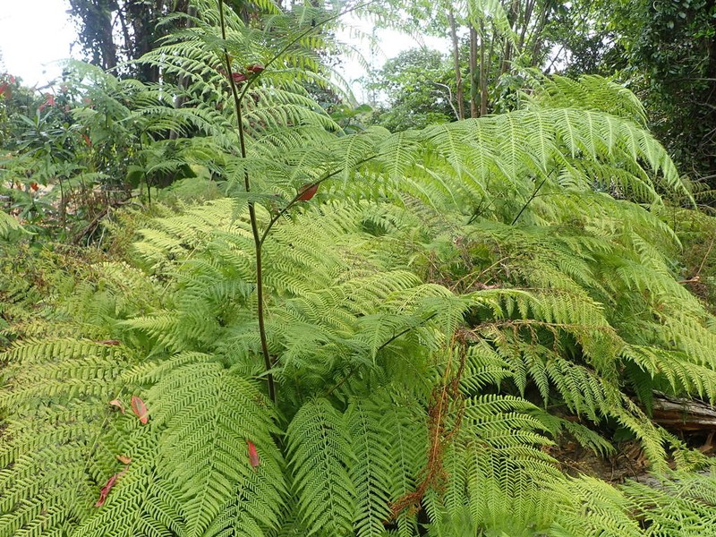 Hypolepis elegans