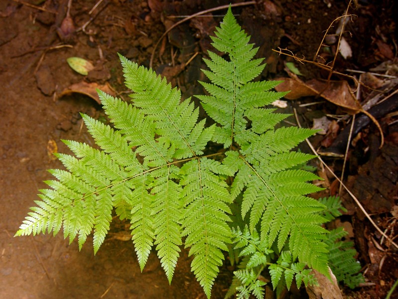 Hypolepis elegans photo 3