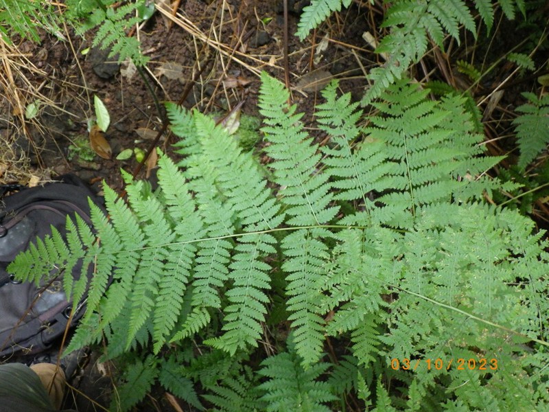 Hypolepis elegans photo 5