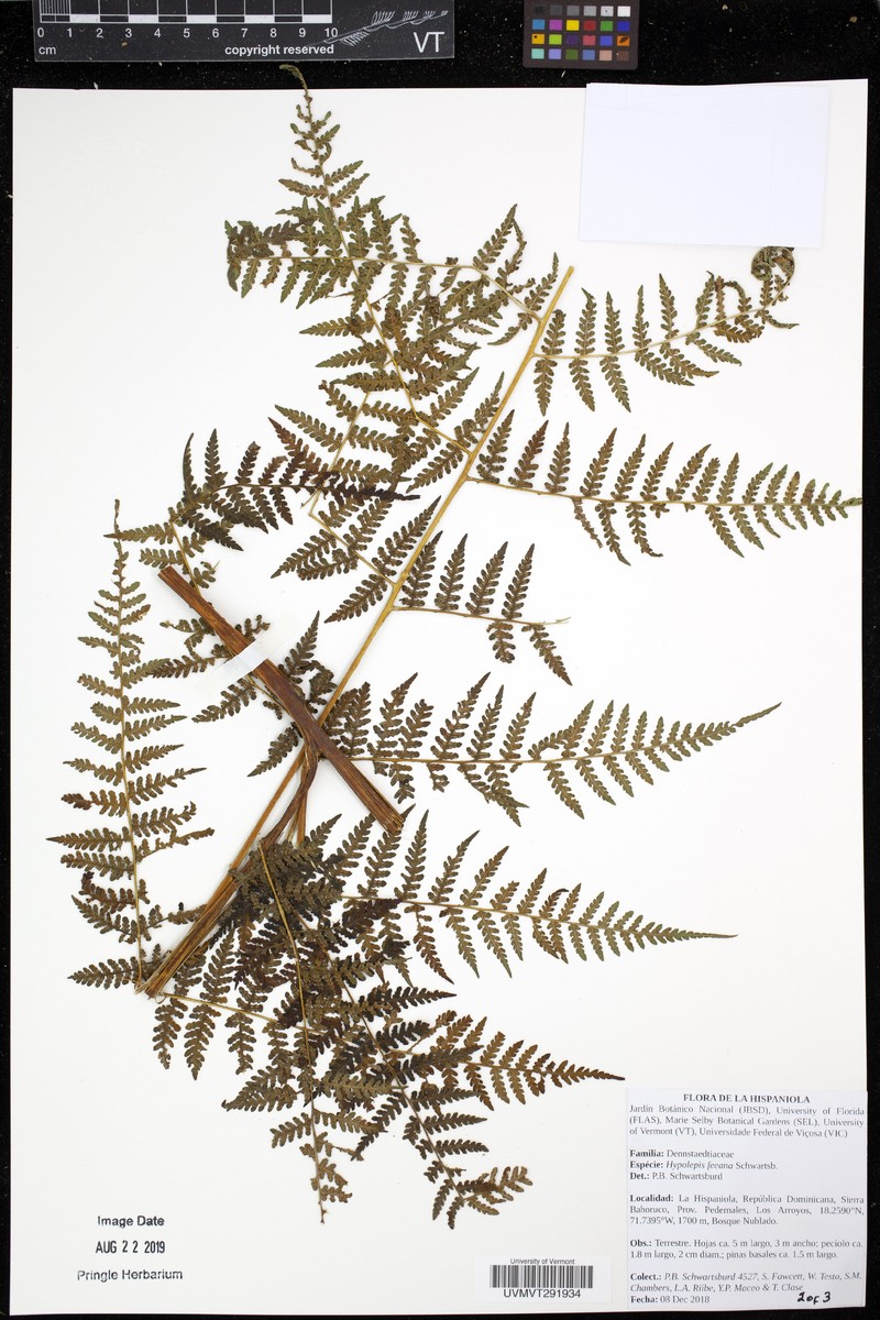 Hypolepis feeana