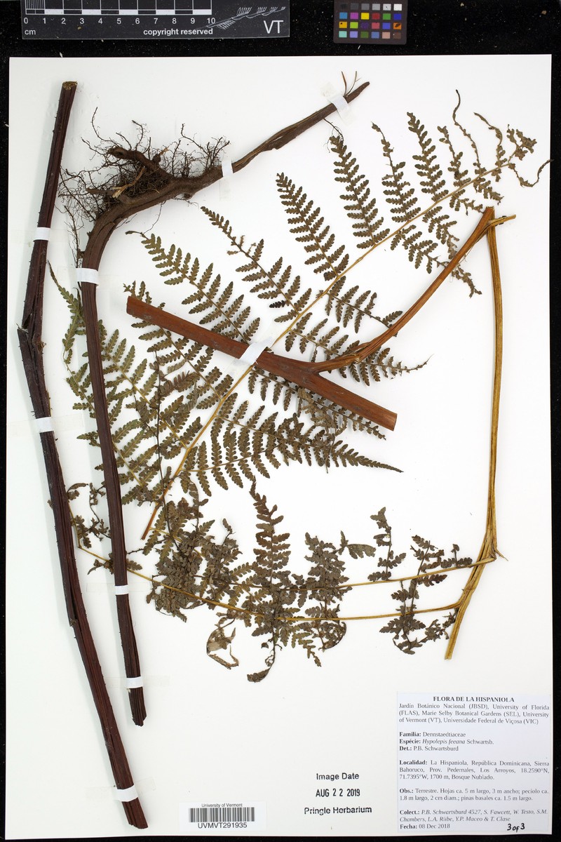 Hypolepis feeana photo 2