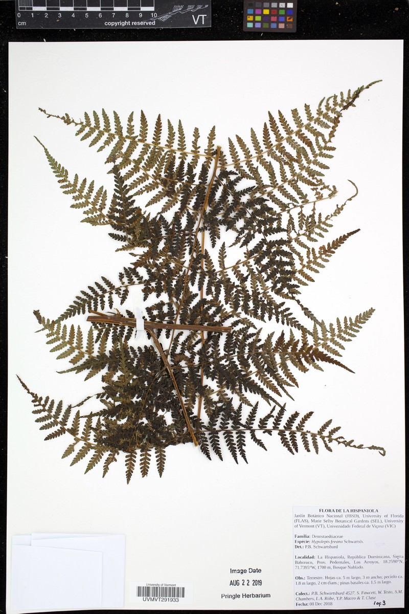 Hypolepis feeana photo 3