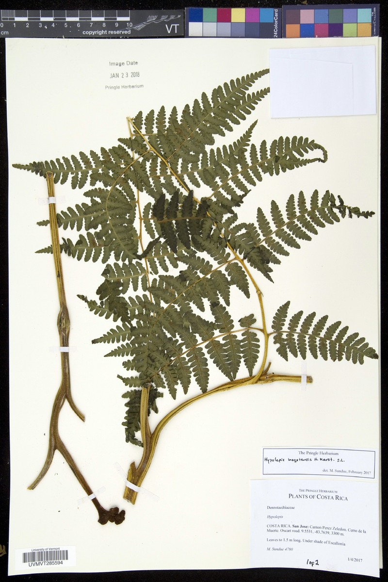 Hypolepis flexuosa