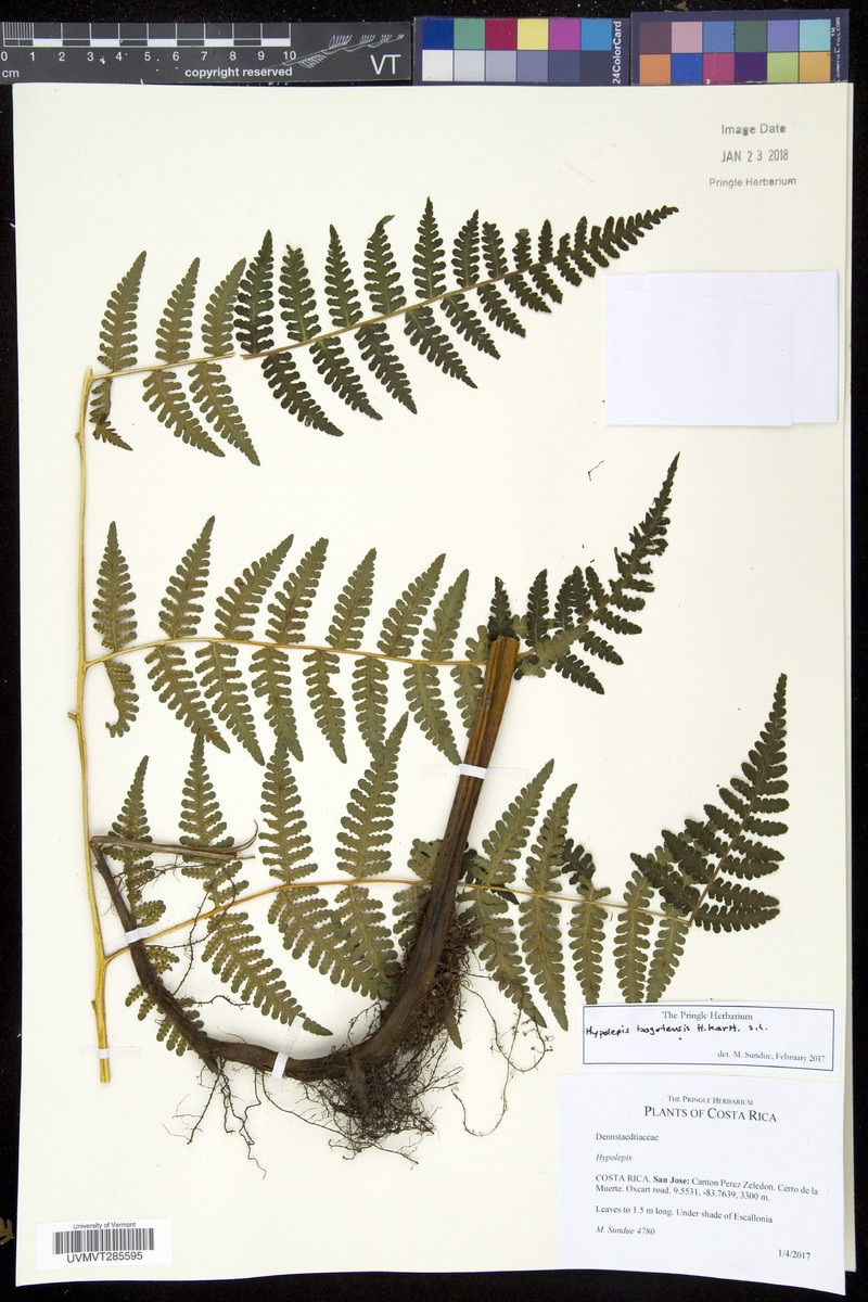 Hypolepis flexuosa photo 2