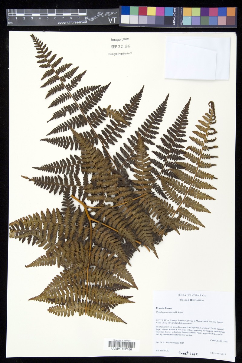 Hypolepis flexuosa photo 3