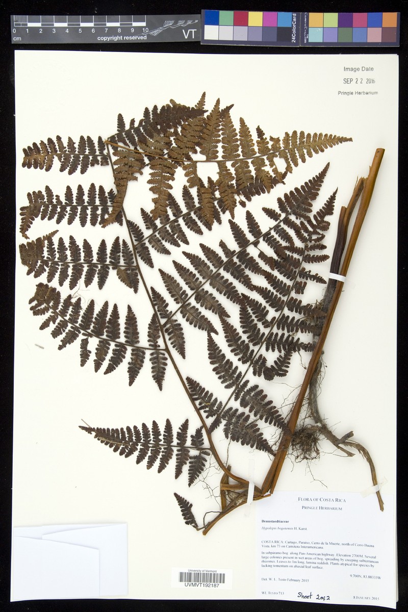 Hypolepis flexuosa photo 4