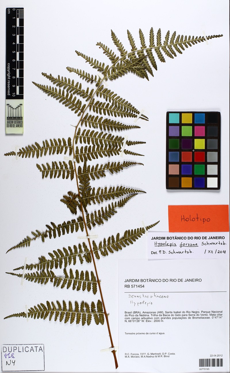 Hypolepis forzzae