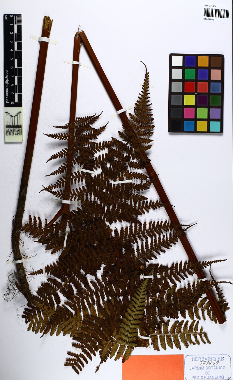 Hypolepis forzzae photo 2
