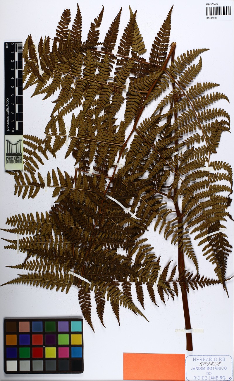 Hypolepis forzzae photo 3