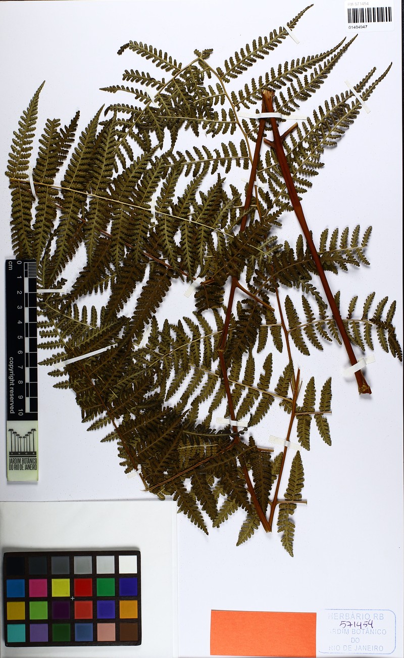 Hypolepis forzzae photo 4
