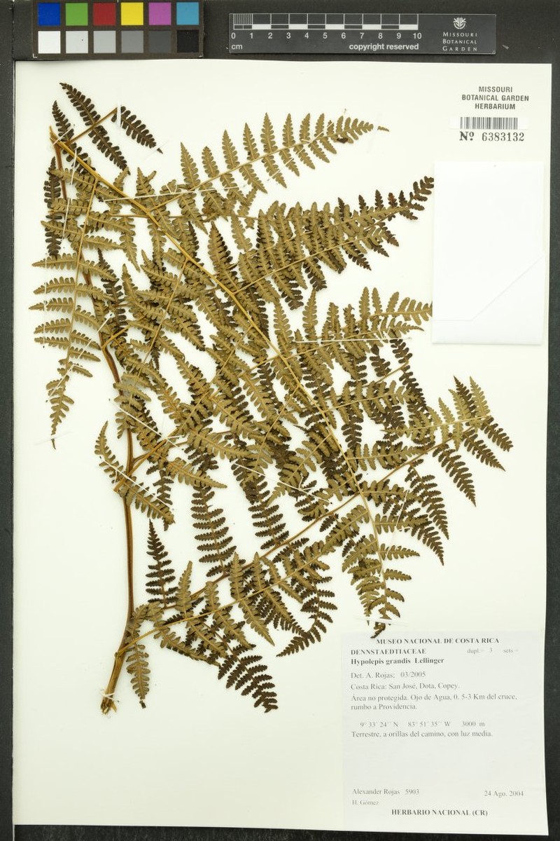 Hypolepis grandis