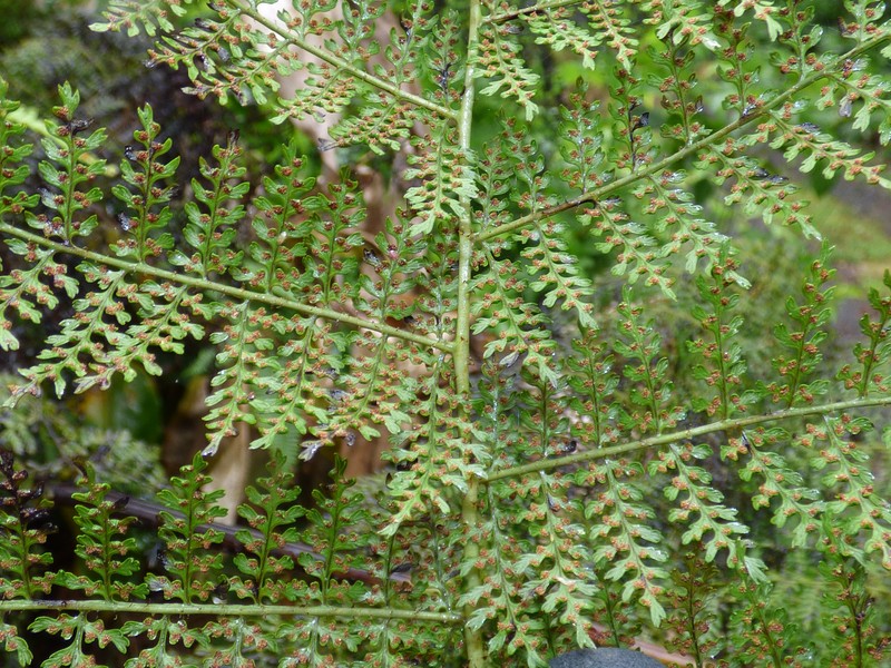 Dotted Beadfern photo 4