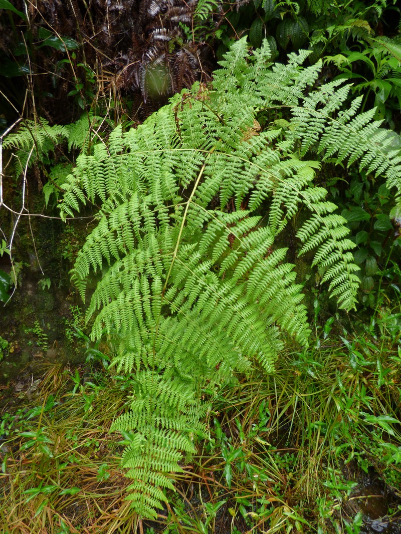 Dotted Beadfern photo 5