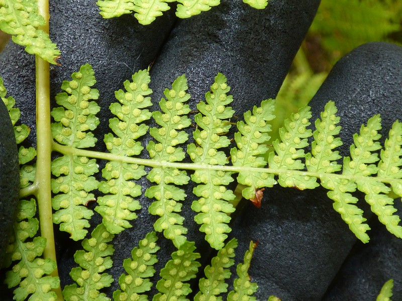 Dotted Beadfern photo 6