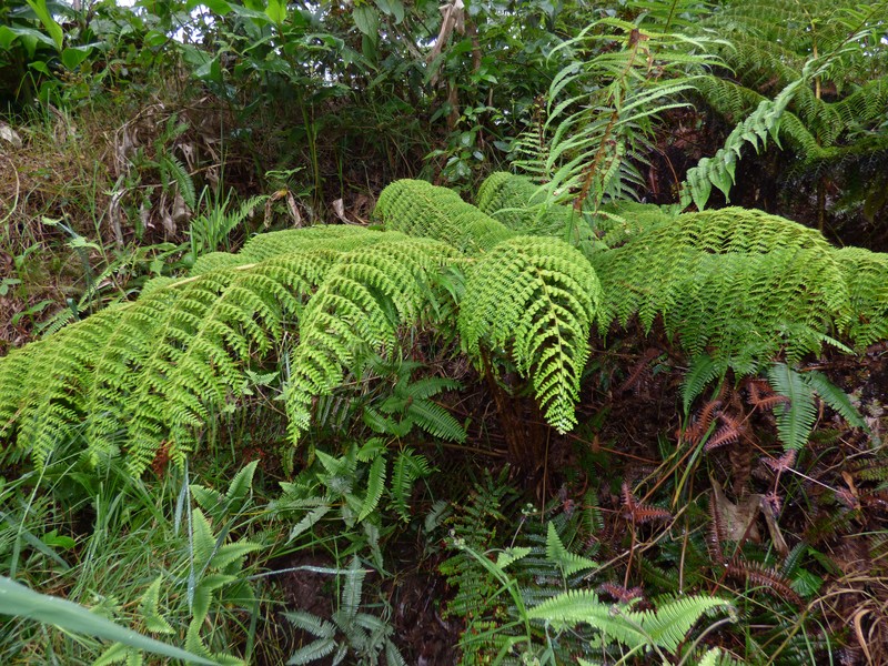 Dotted Beadfern photo 2