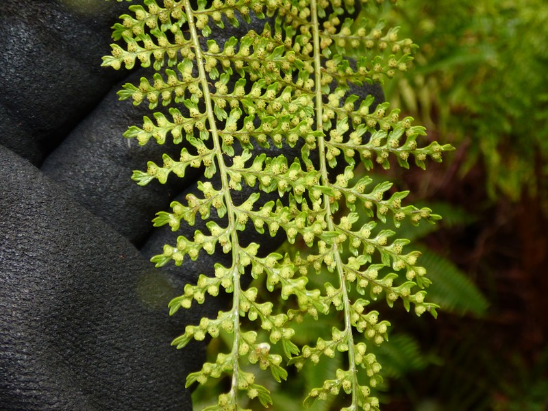 Dotted Beadfern photo 3