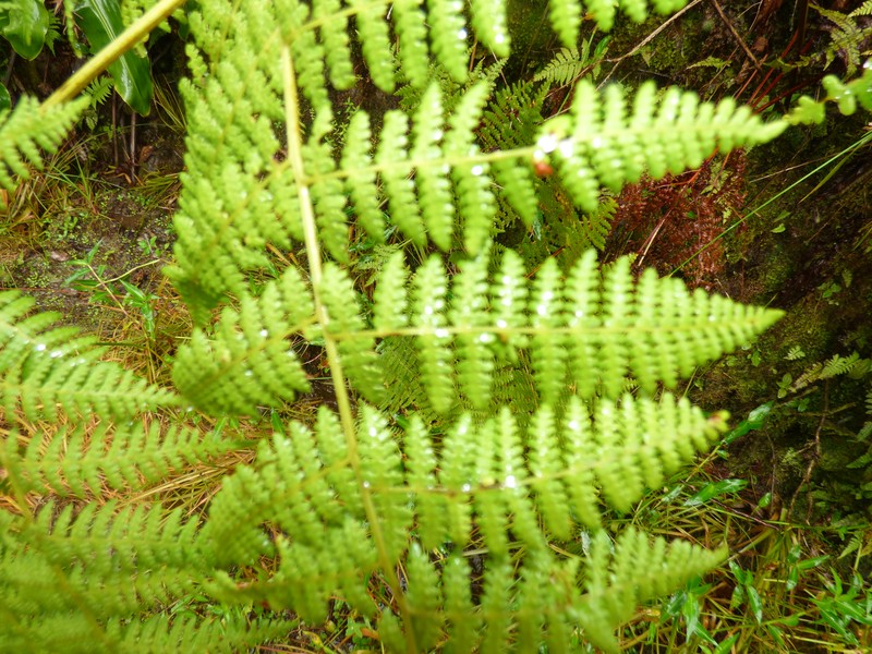 Dotted Beadfern