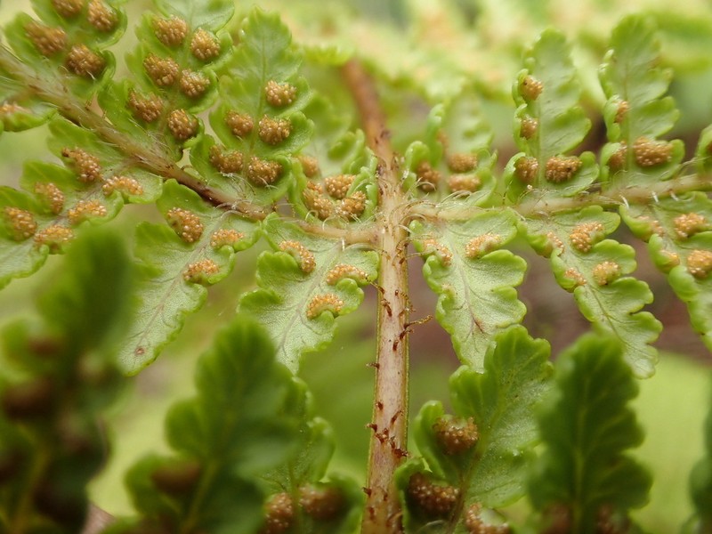 Dotted Beadfern