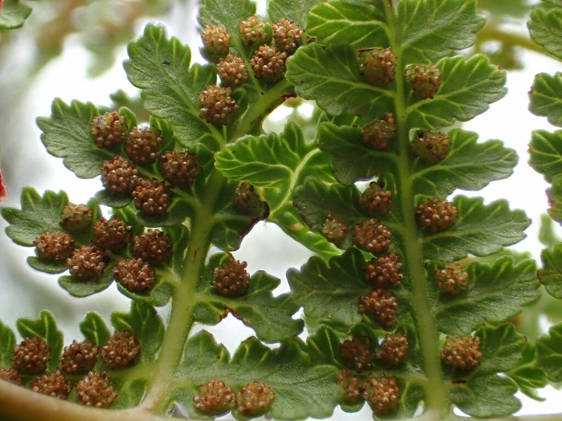 Dotted Beadfern photo 3
