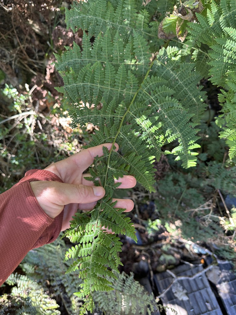 Dotted Beadfern photo 4