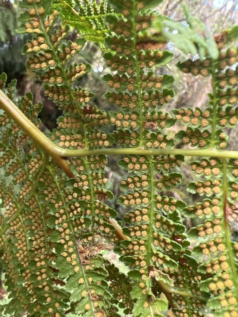Dotted Beadfern photo 5