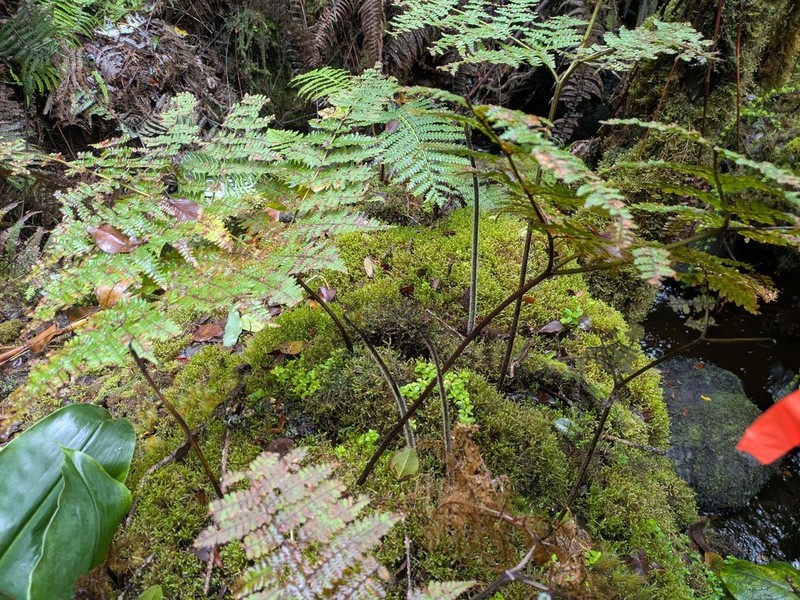 Dotted Beadfern photo 6
