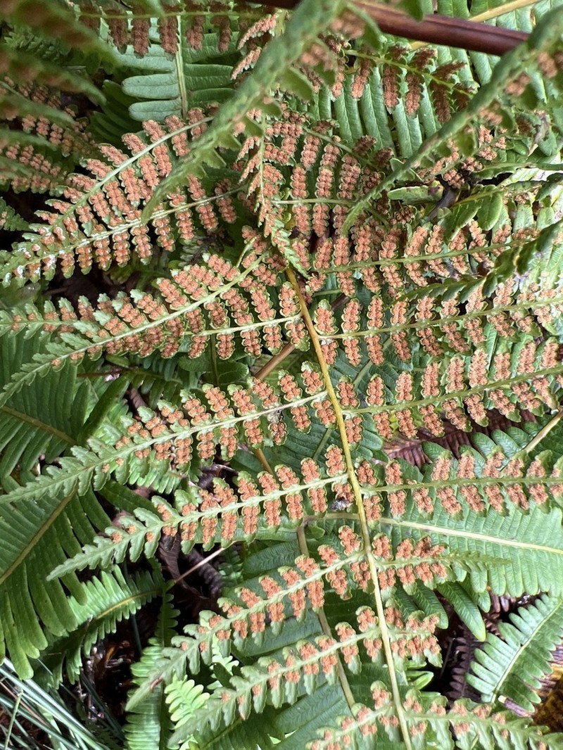 Dotted Beadfern photo 7