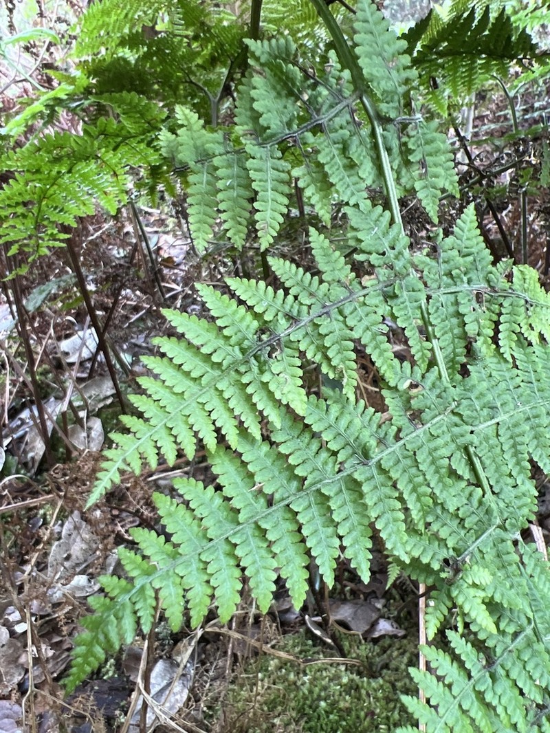 Dotted Beadfern photo 8