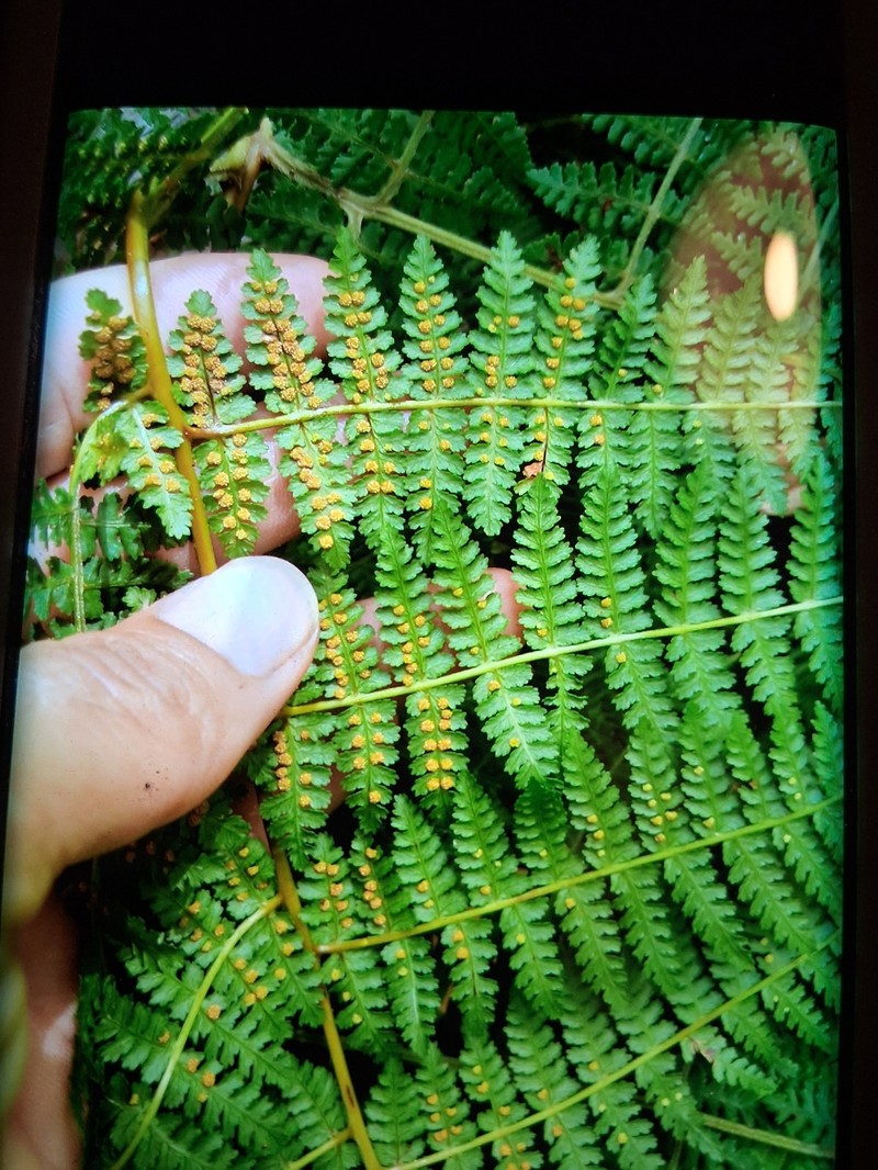Hypolepis hawaiiensis var. hawaiiensis