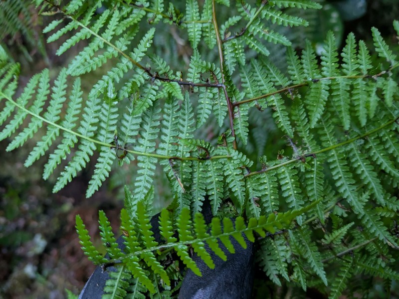 Hypolepis hawaiiensis var. hawaiiensis photo 3